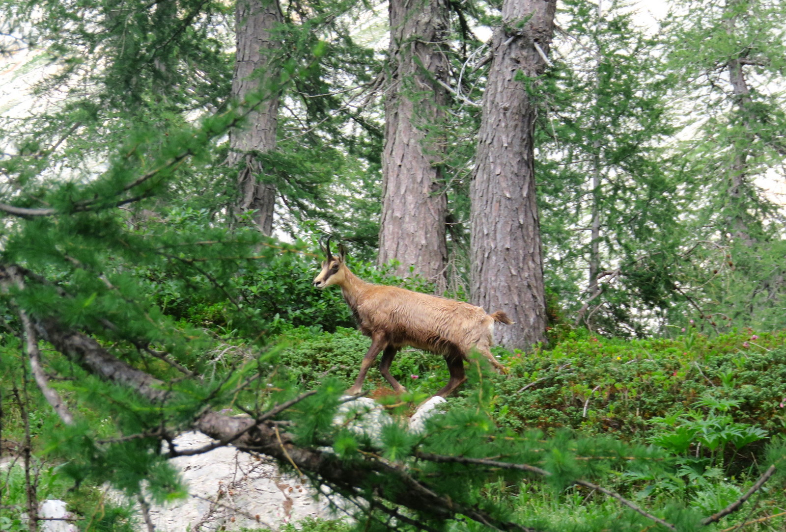3 day 10 peaks julian alps traverse 04