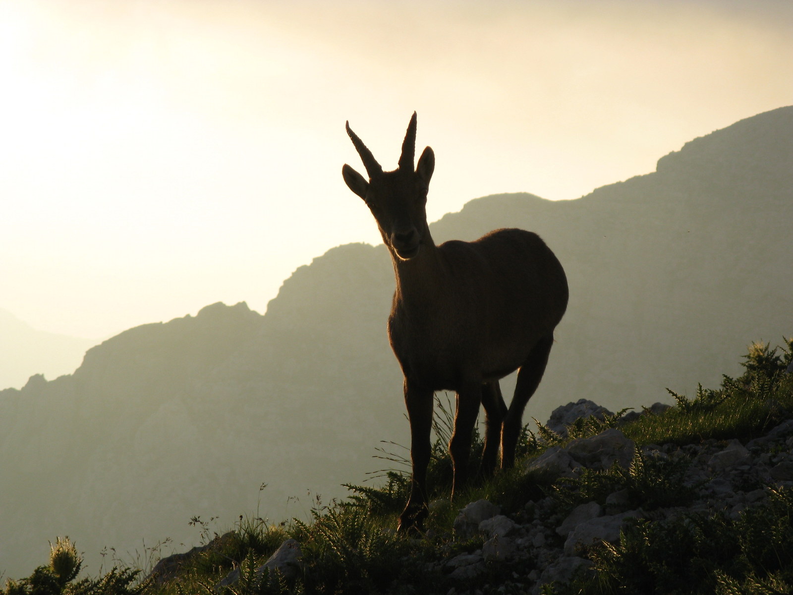 the hidden heart of the julian alps 30