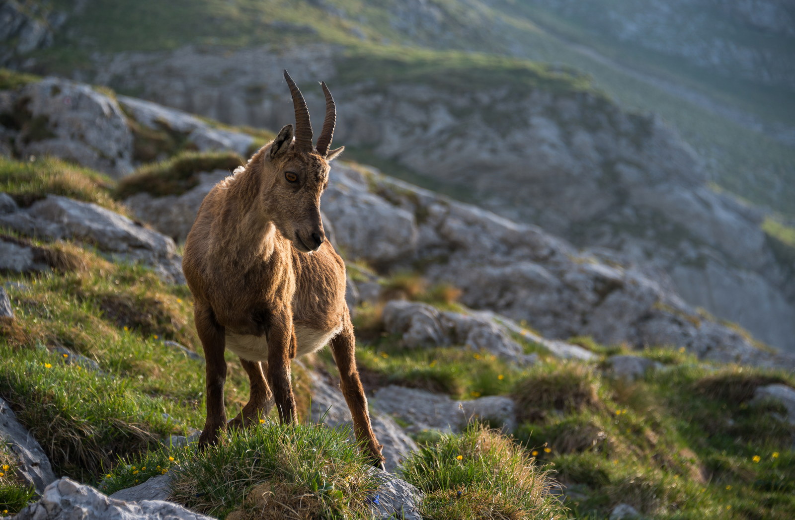 alpine ibex in the morning in julian alps 2026 03 26 00 07 48 utc 2